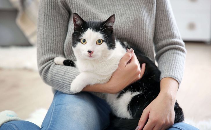 飼いやすい猫の種類&性別