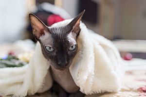 無毛猫を飼うにあたって気をつけるべき点