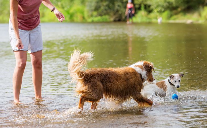 アウトドアを愛犬と楽しむポイント