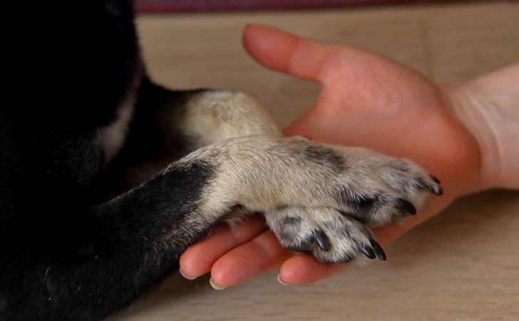 愛犬の安全な爪切り方法