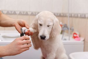 安全な爪切り方法