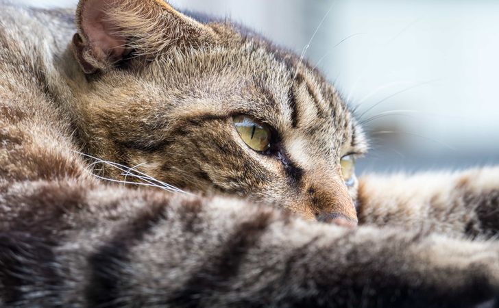 キャットフードを食べない高齢猫の食事