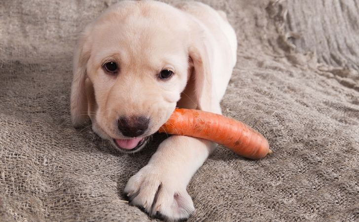 犬の手作りフードにおすすめの冬野菜