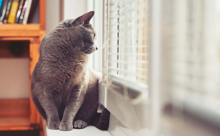 ケージは使う?暖房は?一人暮らしの人は必見!猫のお留守番のポイント