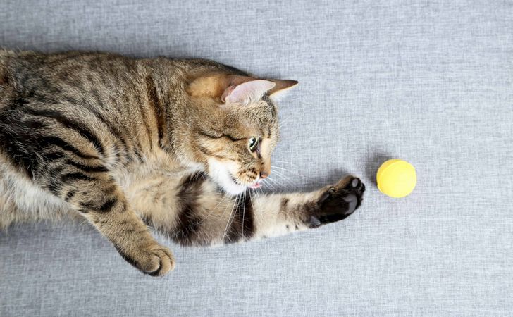 最初はびっくり!猫が毛玉を吐くのは普通。美しい毛を保つ、普段からできるケア