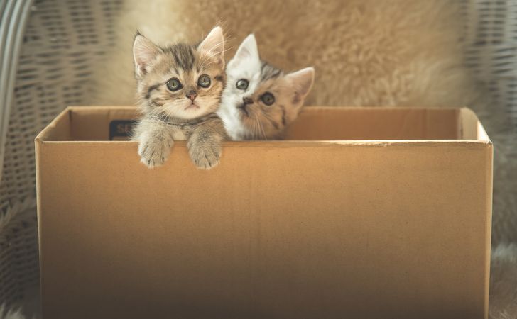 捨て猫を発見したらどうする?知っておきたい保護の仕方、里親募集の方法