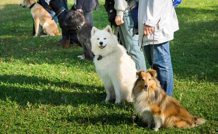 ドッグトレーナーとはどんな仕事?訓練士との違いは?