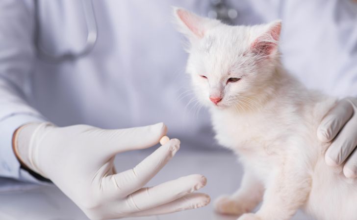 猫の薬の飲ませ方