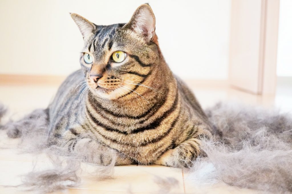 部屋でフローリングに散らかる自分の大量の抜け毛の中で座るキジ猫の接写、換毛期イメージ