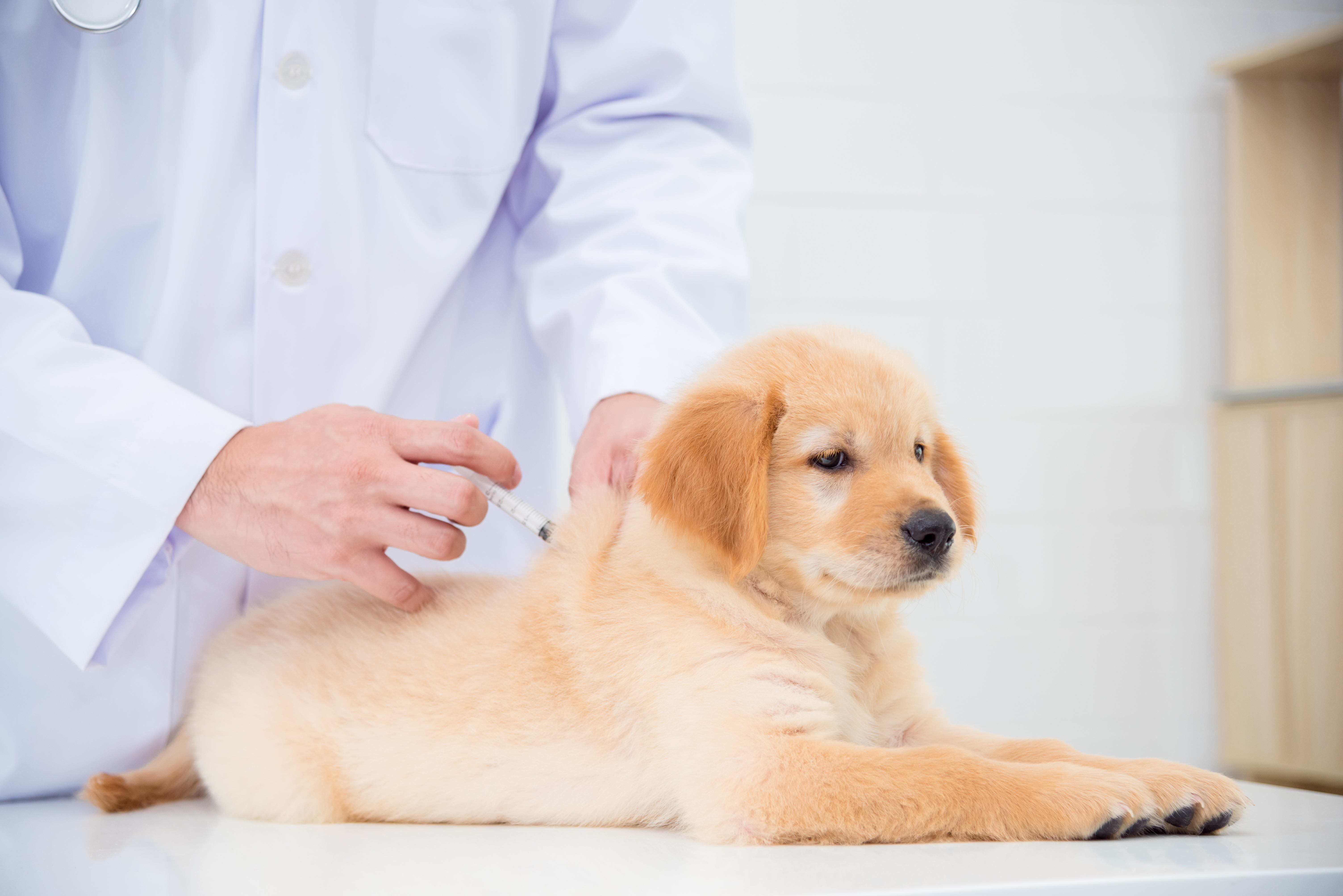 Hands of veterinarian giving injection to little golden retriever in vet clinic