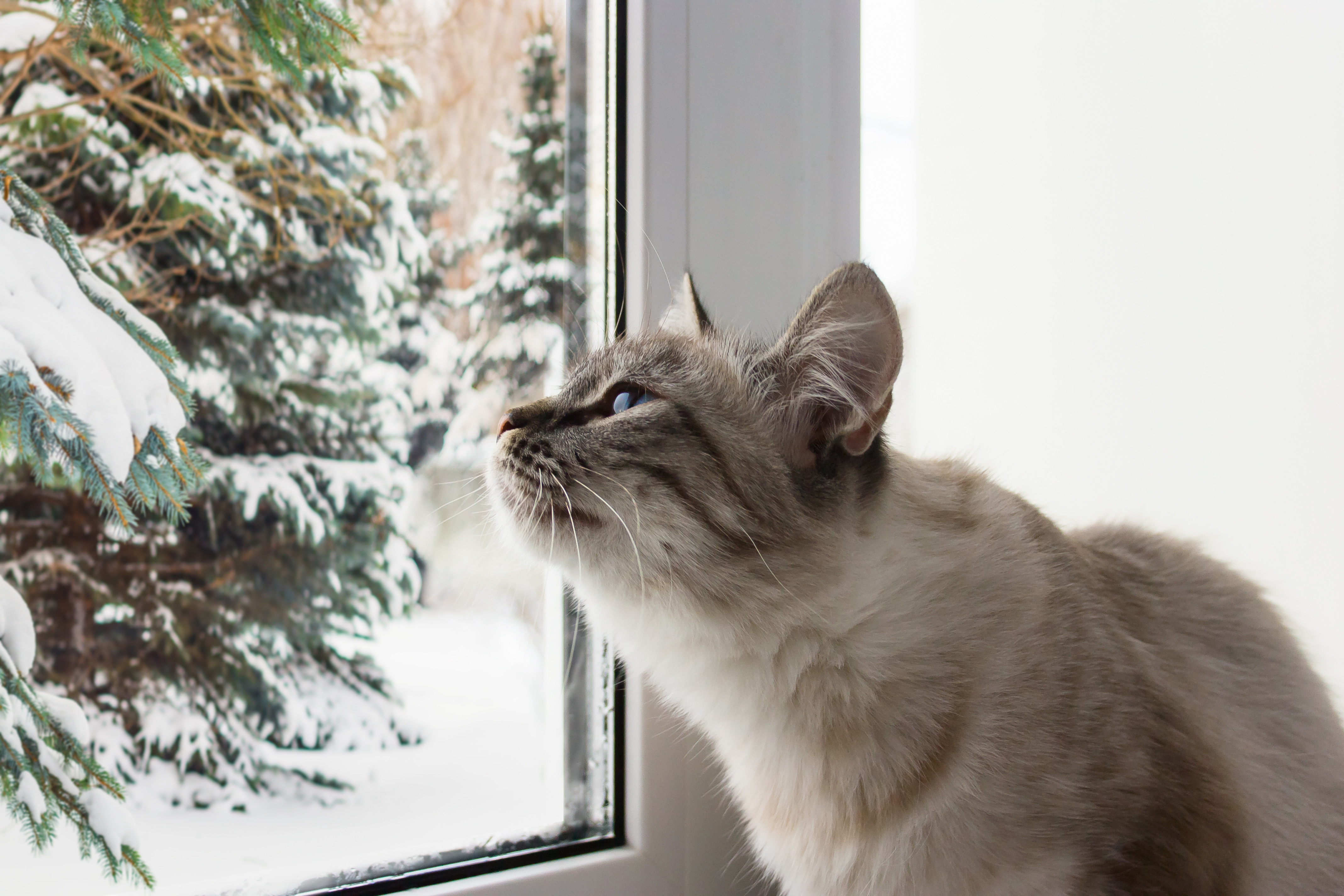 cute fluffy cat with blue eyes sititng on a window sill portrait