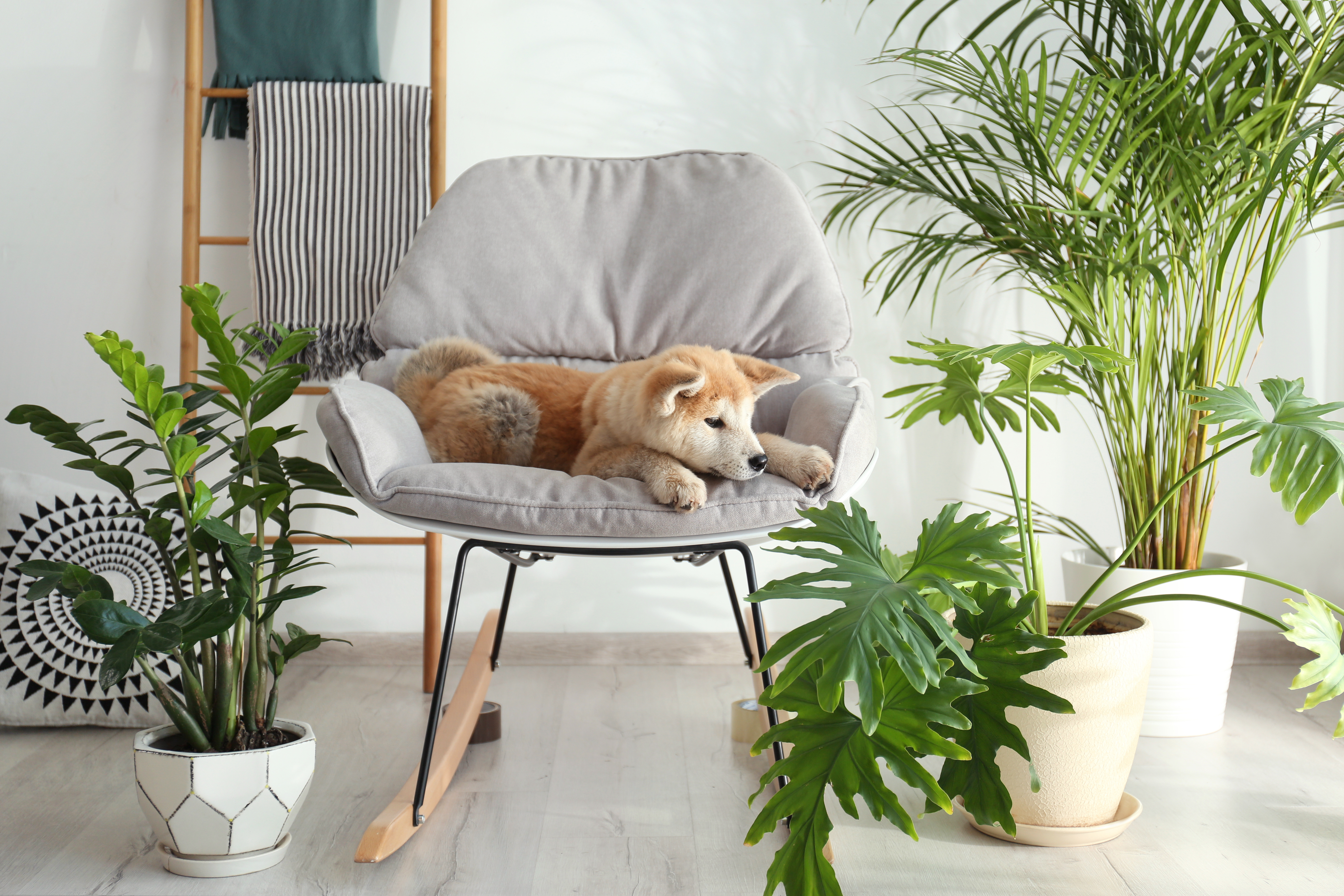 Cute Akita Inu dog on rocking chair in room with houseplants