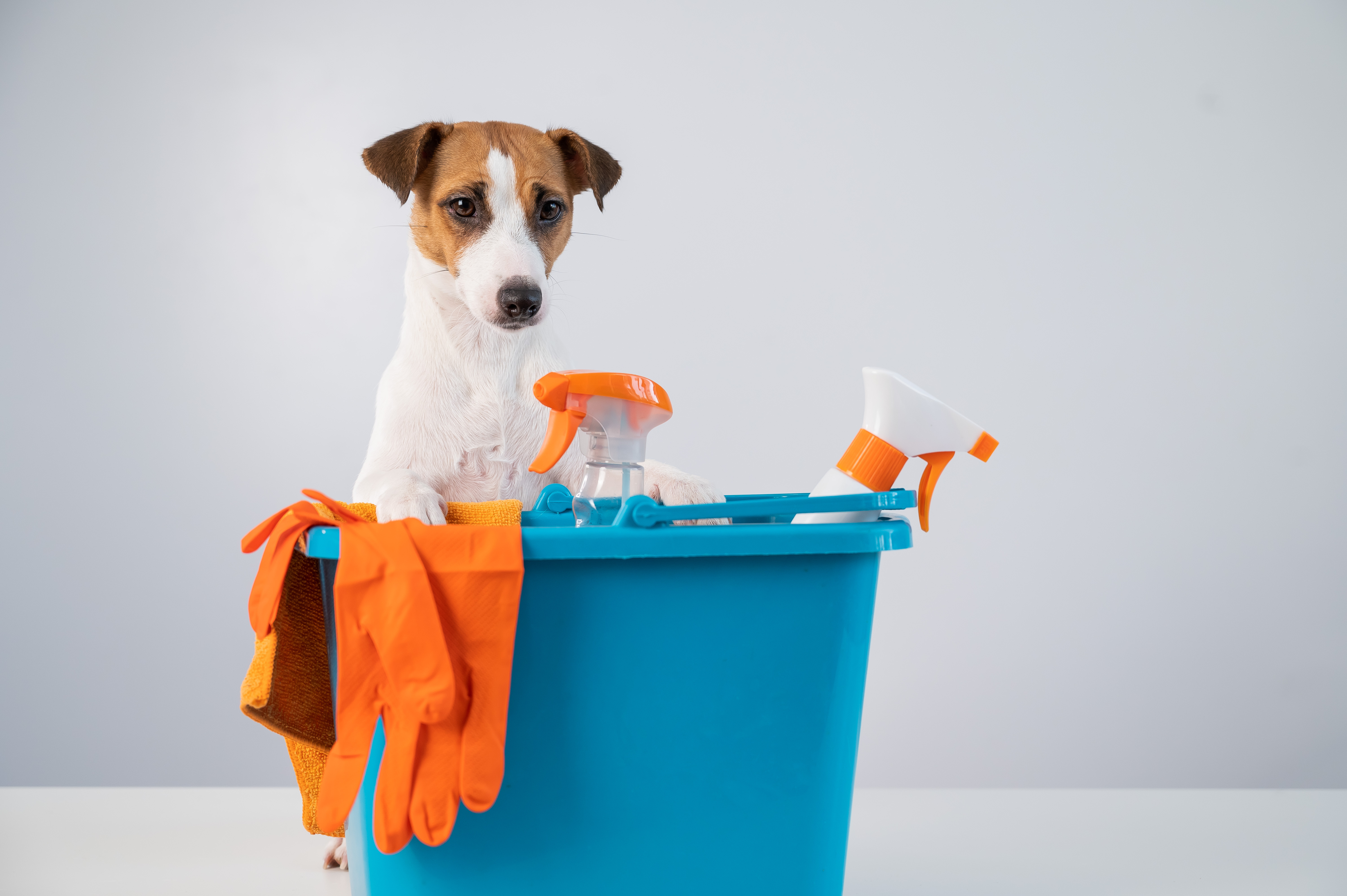 Cleaning products in bucket and jack russell terrier dog on white background