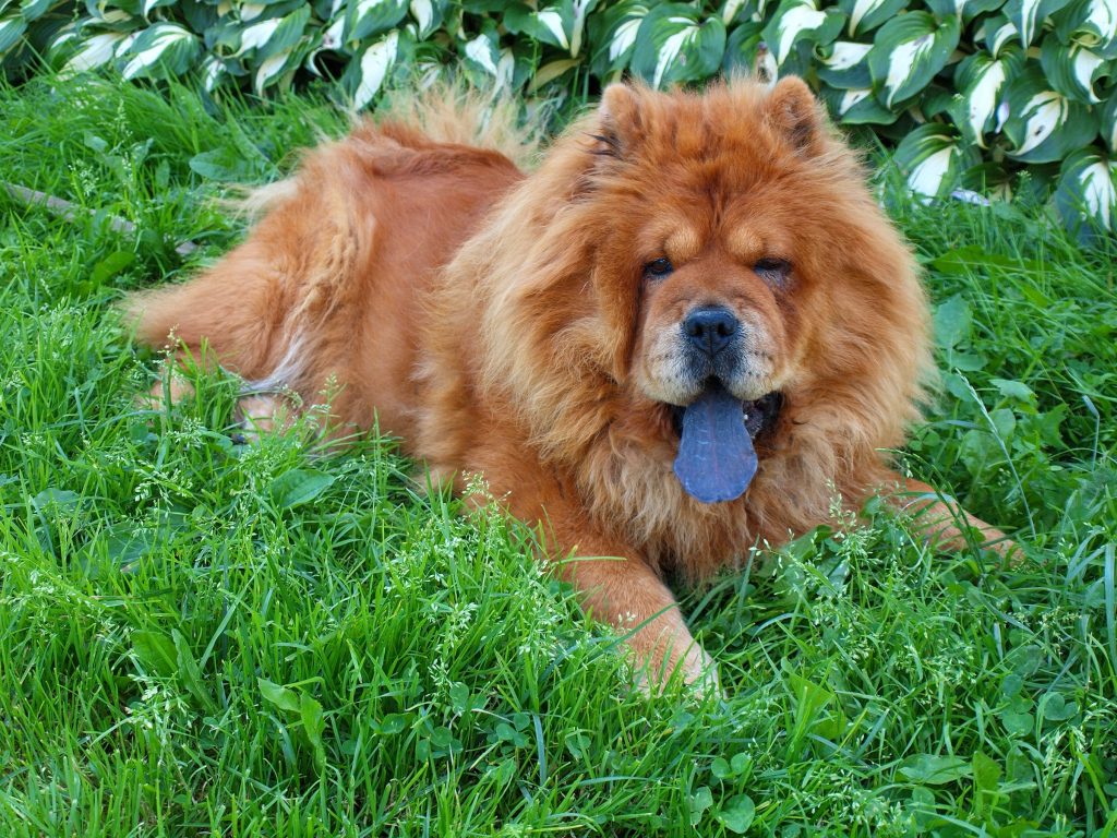 Brown chow chow dog Dina in the grass.