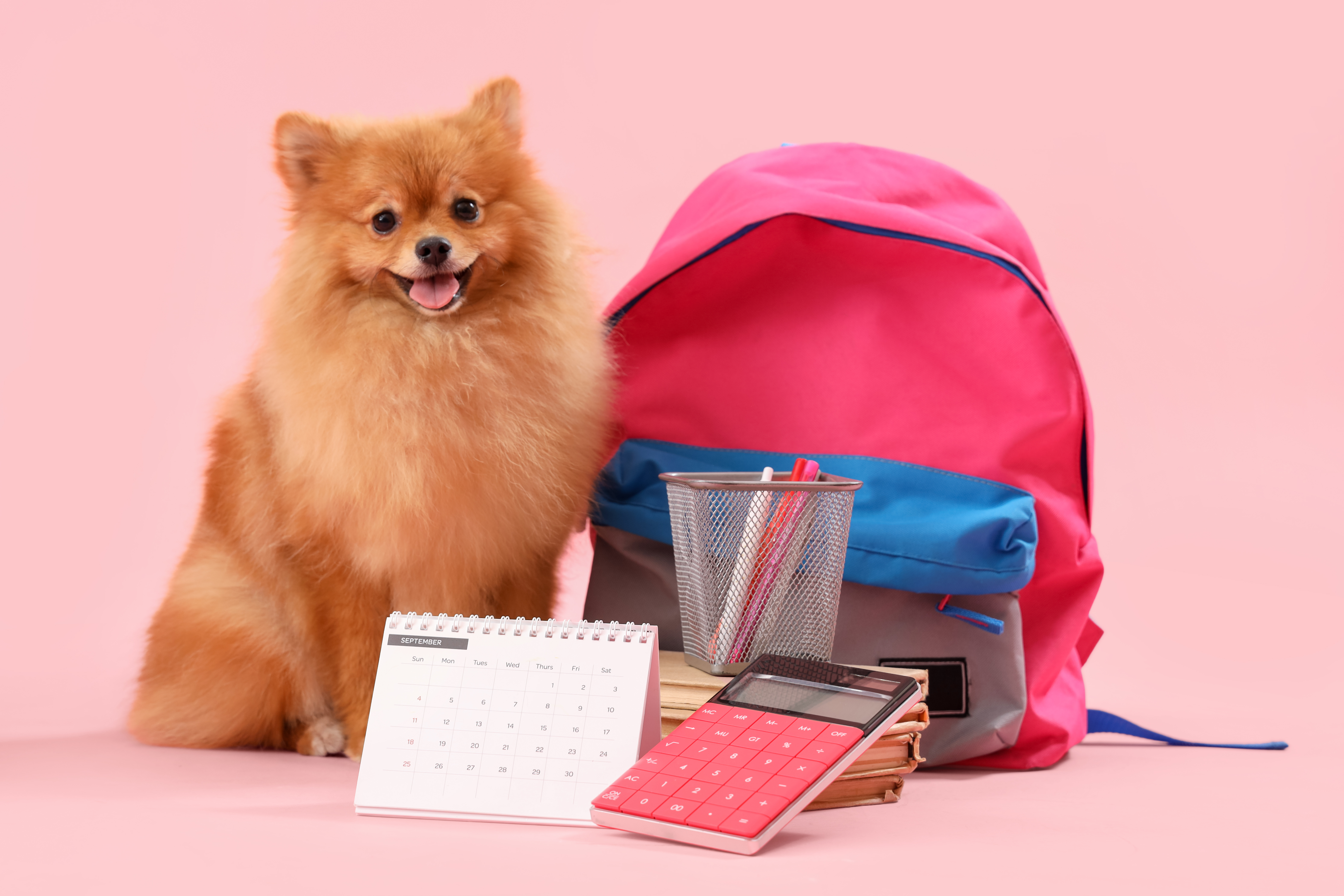 Cute Pomeranian dog with calendar, school stationery and backpack on pink background
