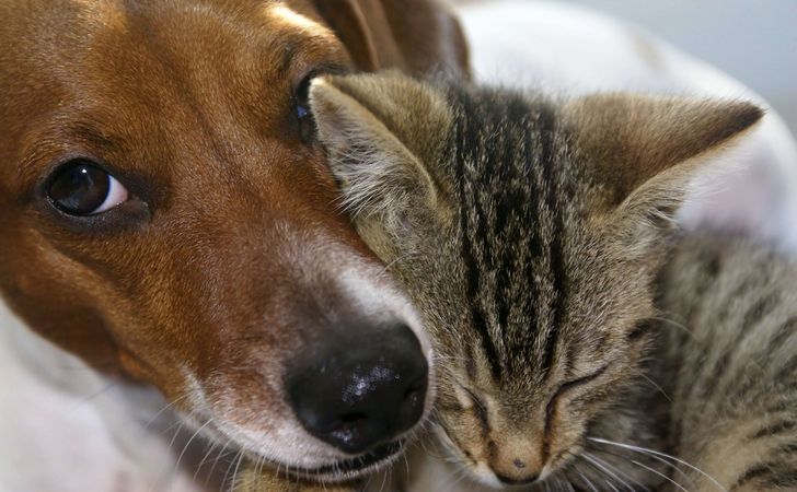 犬猫のための防災