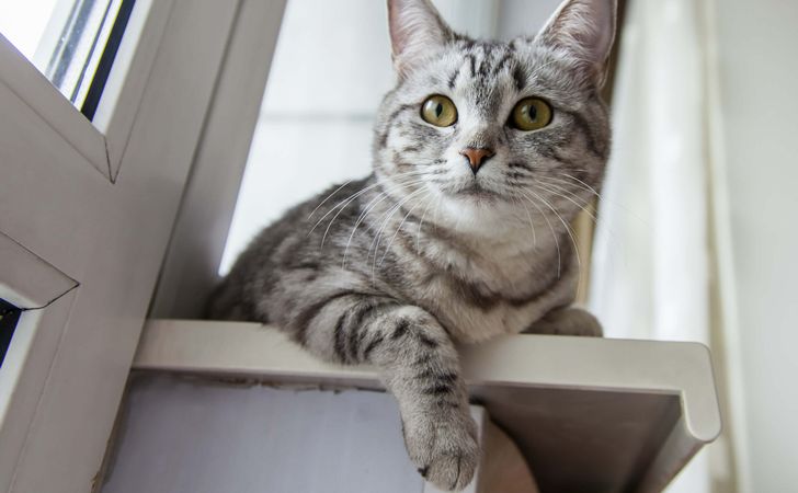 自作キャットウォークのDIYアイデア