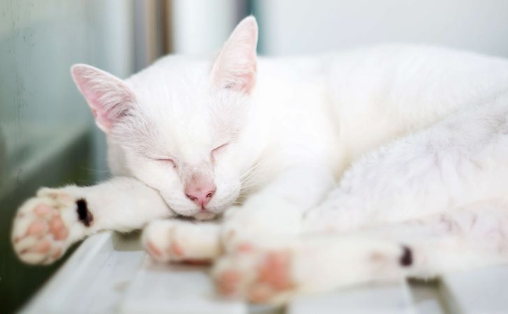 意外と知らない肉球のしくみ