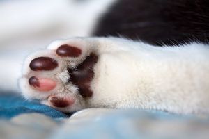 猫の肉球の特徴