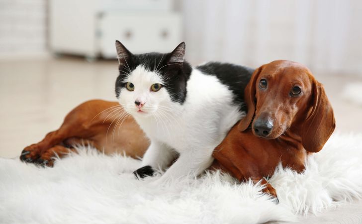 犬と猫を一緒に飼う