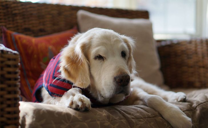 寝たきり犬の食事介助