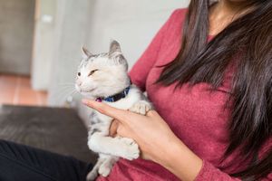 猫付きマンションとは