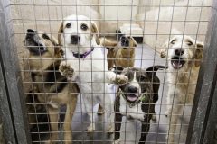 保健所（シェルター）にいる犬猫