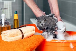 猫アレルギーの症状を抑える