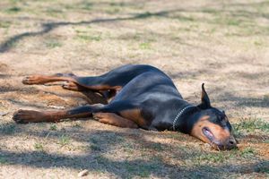 疲れて息切れを起こしている