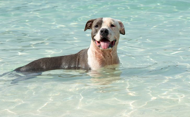 愛犬のスイミングデビューは海？川？犬が喜ぶオモチャと必要なグッズ