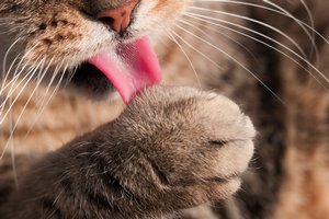 猫が毛玉を吐くのは普通のこと