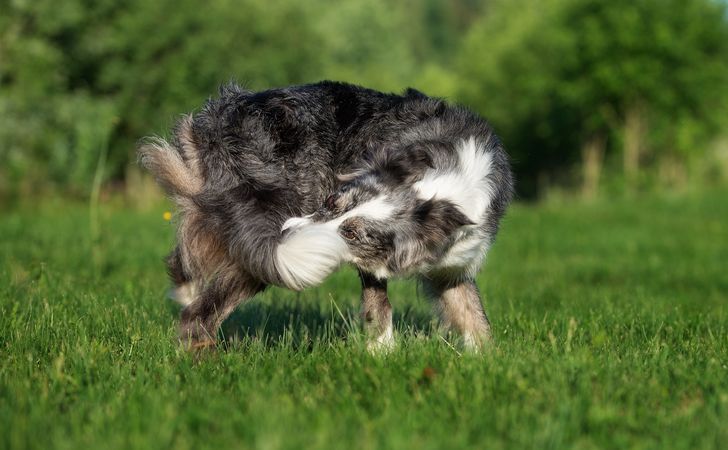 尻尾を追いかけるしぐさの考えられる原因