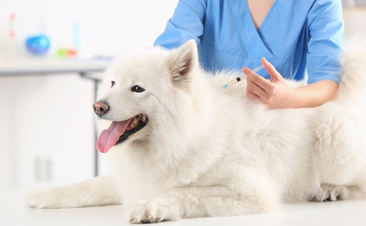 犬の混合ワクチン