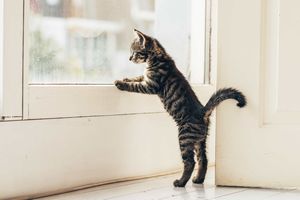 迷い猫の届け出