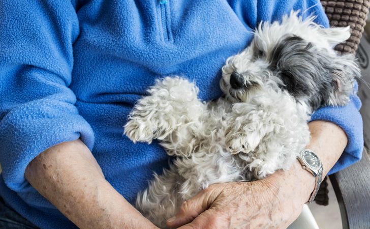 アニマルセラピーとは