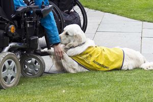 アニマルセラピストの仕事内容