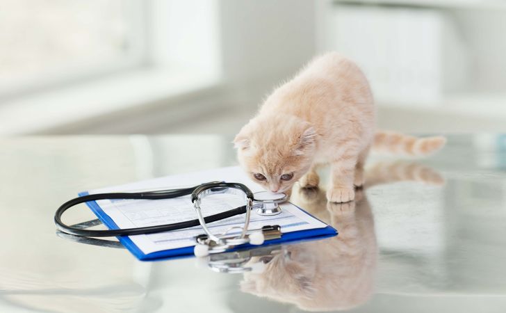 猫ドックについて