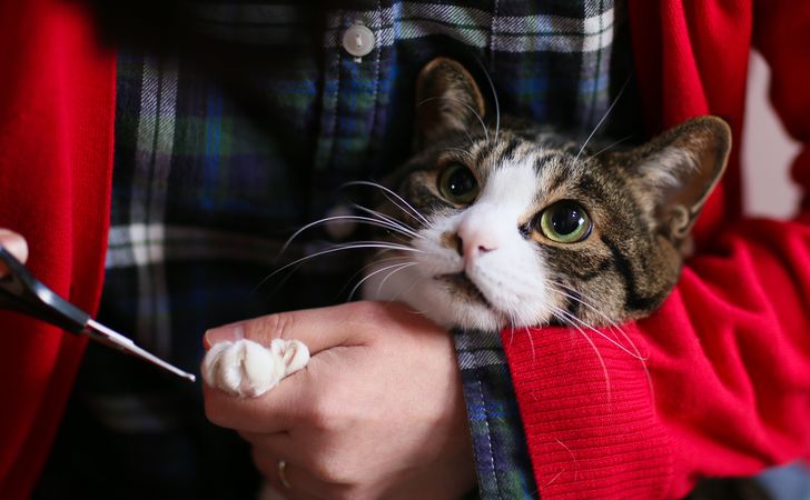 猫の爪切りで失敗しないコツ