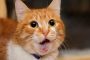 猫のフレーメン反応