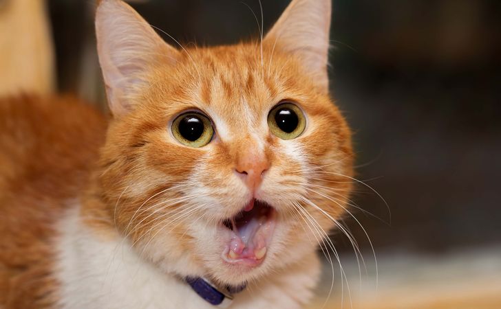 猫のフレーメン反応