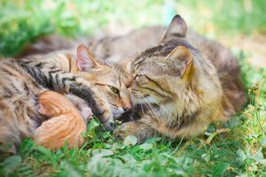 フェロモンの重要性