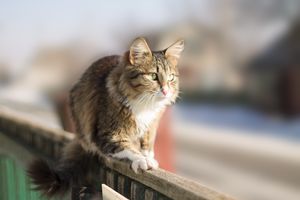 猫にはお風呂が必要？