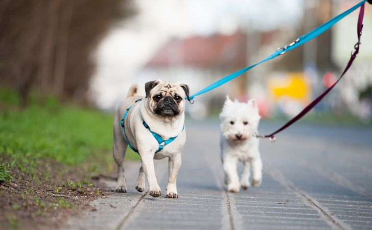 犬のハーネスの正しい付け方