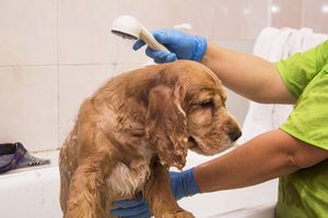 犬のオムツかぶれを予防