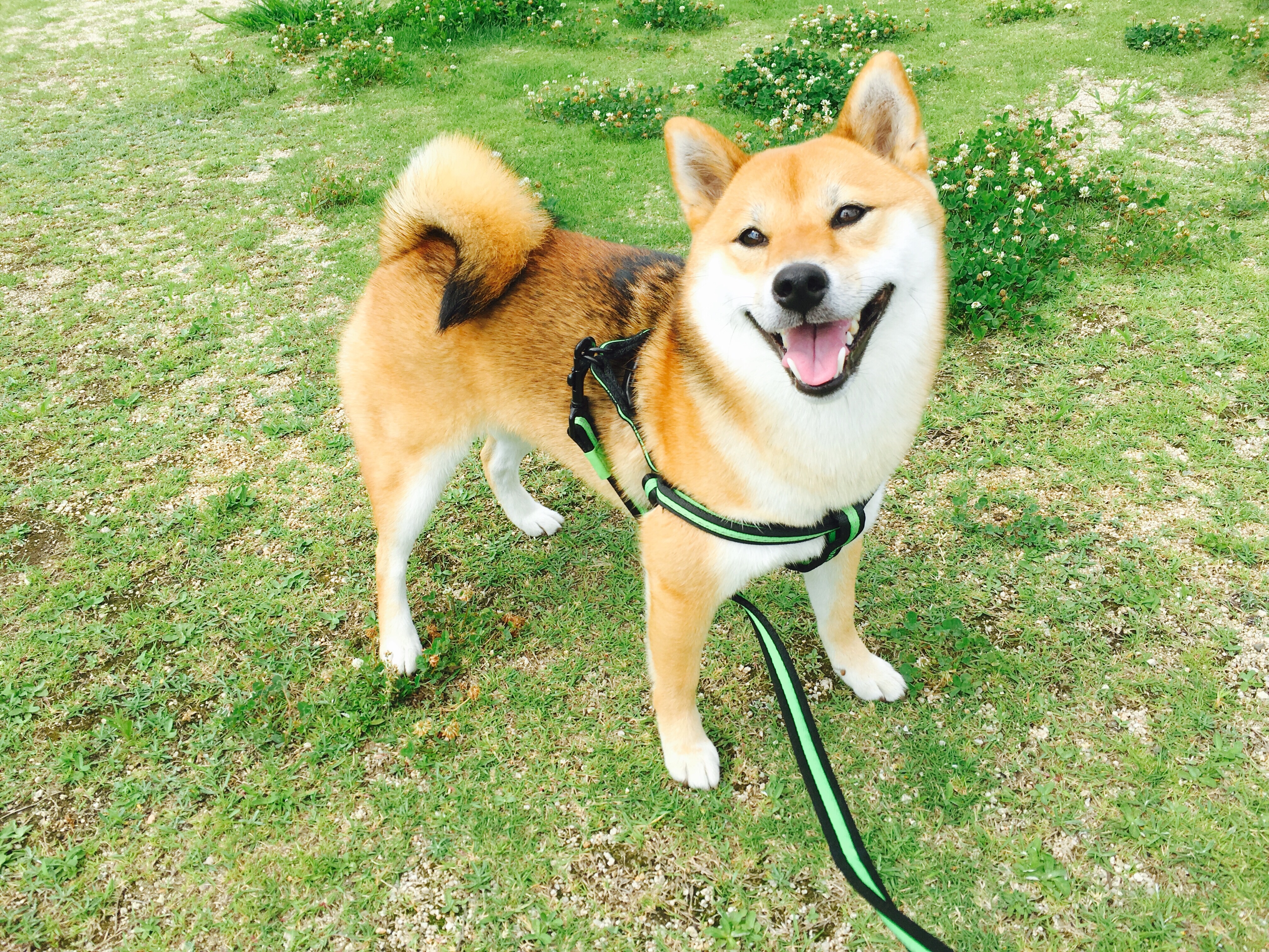 shiba dog