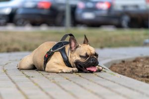Breed dog - French Bulldog lying on the walkway and stuffed his tongue to breathe. An overheated dog lies on a concrete pavement and puts out his tongue to breathe hard