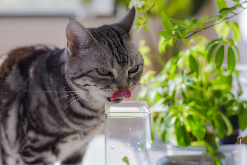 水を飲む猫